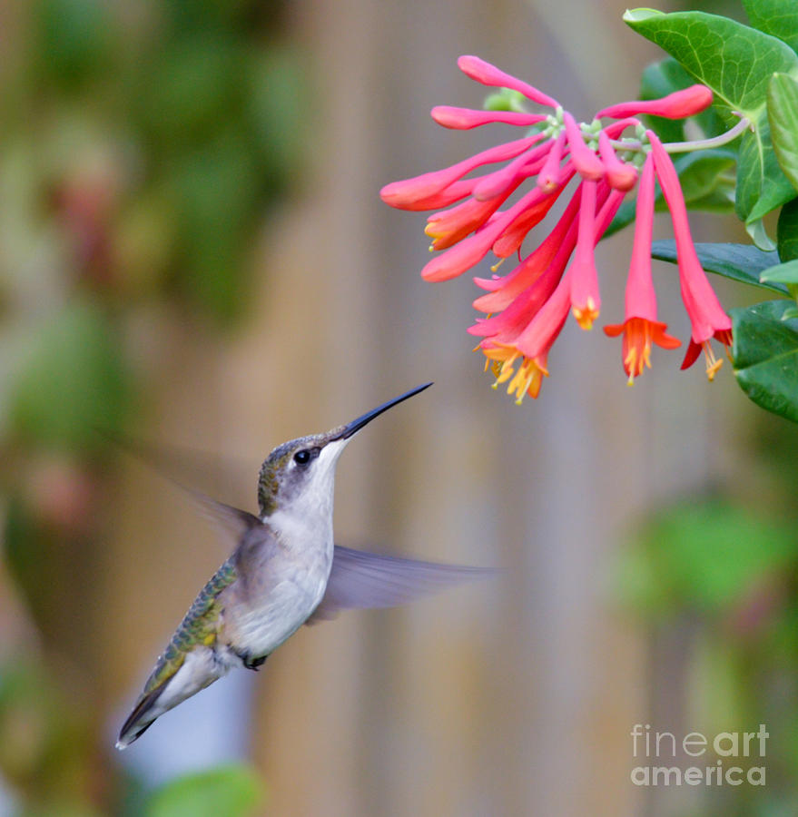 Hummingbird Happiness Photograph by Kerri Farley