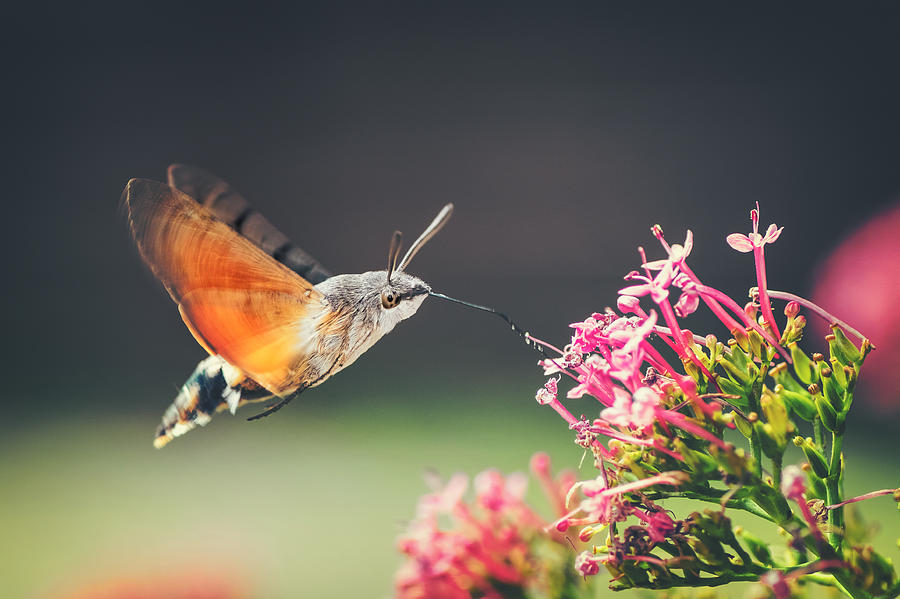 Hummingbird Hawk-moth butterfly sphinx insect flying on red valerian pink flowers in summer Photograph by Gregory_DUBUS