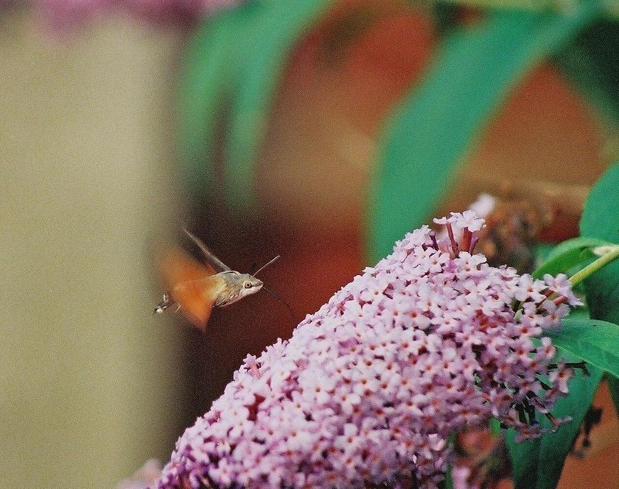 Hummingbird hawk-moth feeding. Photograph by Nigel Radcliffe
