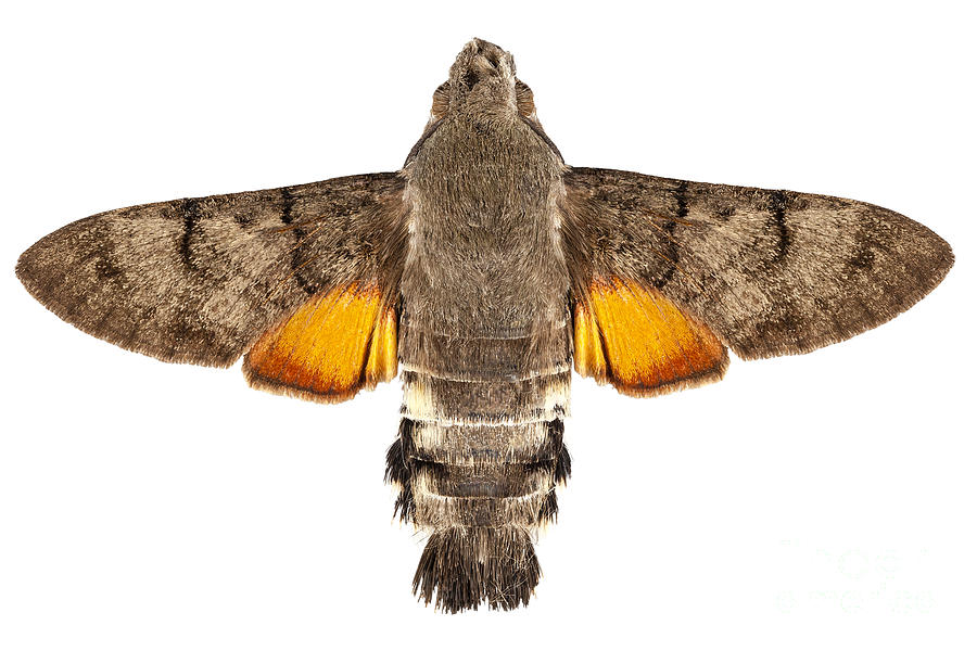 https://images.fineartamerica.com/images-medium-large-5/hummingbird-hawk-moth-species-macroglossum-stellatarum-pablo-romero.jpg