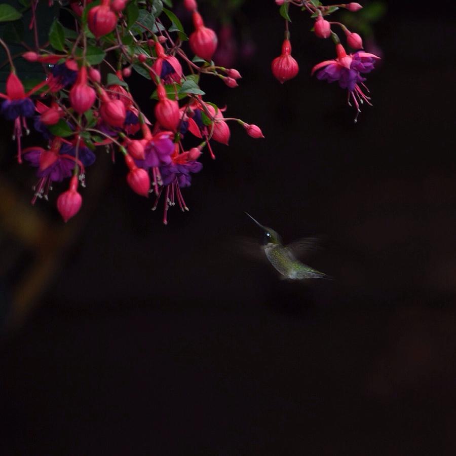 Hummingbird Photograph - Hummingbird Hearts by Nikki Watson    McInnes