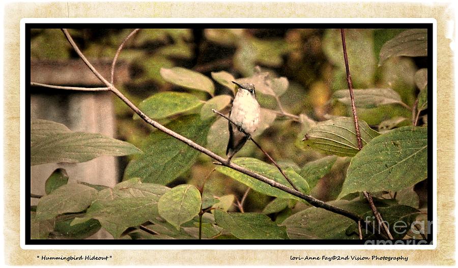 Hummingbird Photograph - Hummingbird Hideout by Lori-Anne Fay