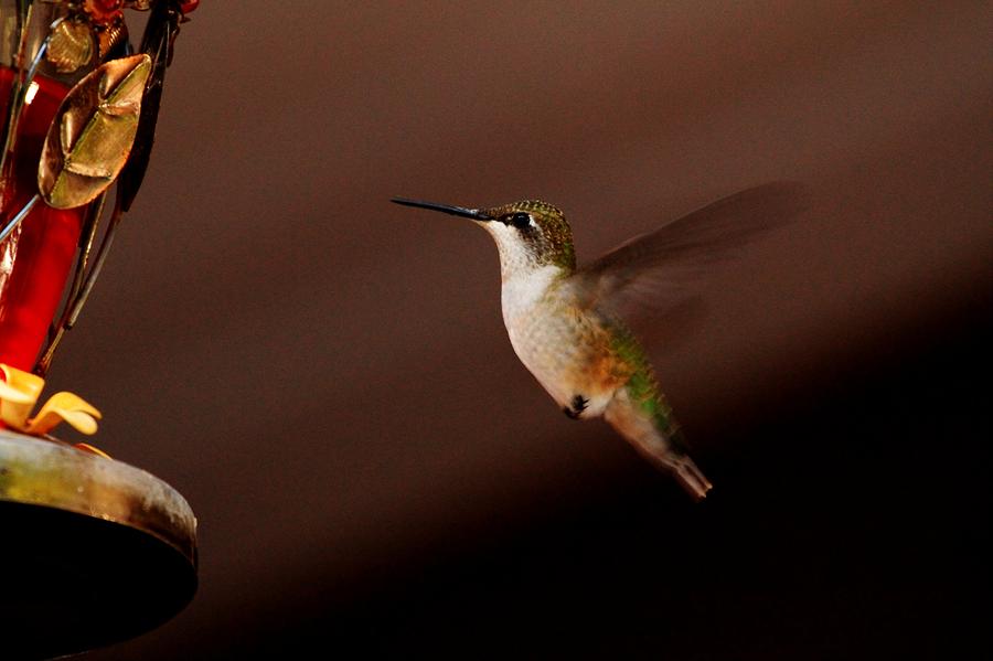 Hummingbird Hover Photograph by Coby Cooper
