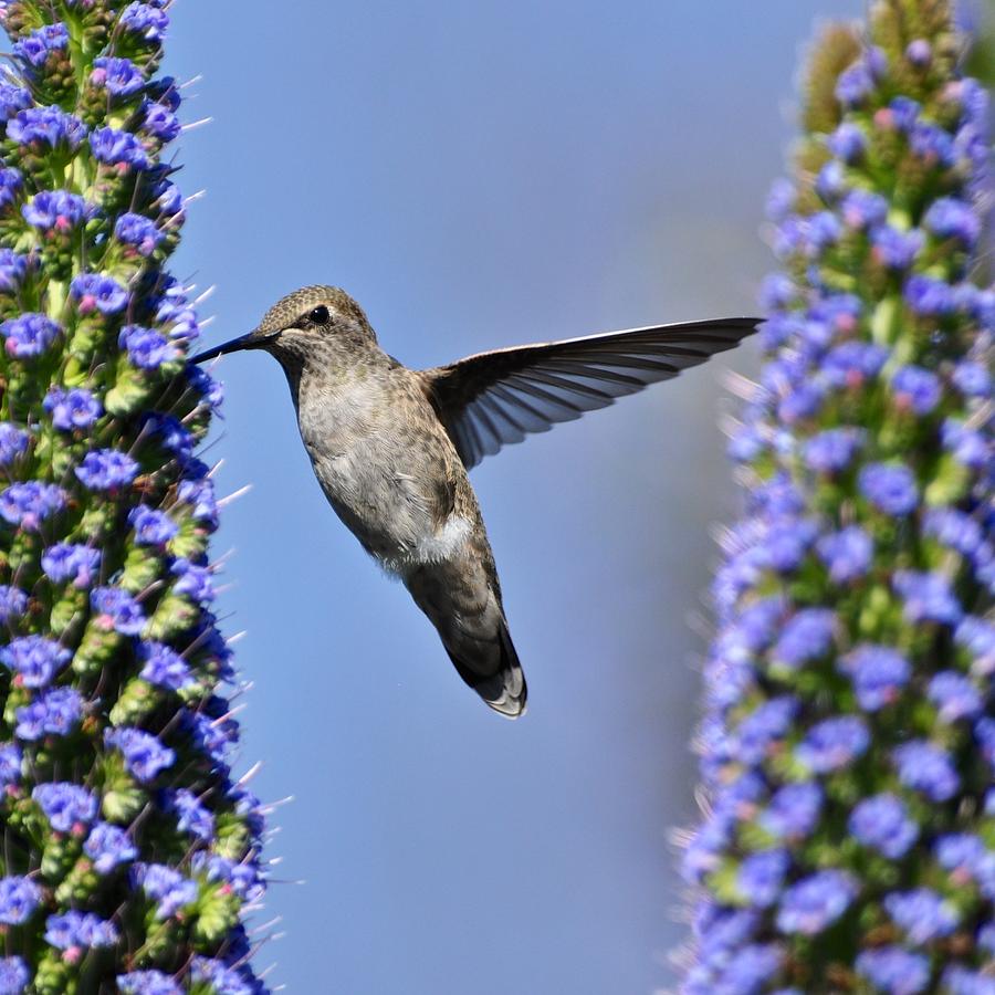 Hummingbird Hover Photograph by Matt MacMillan