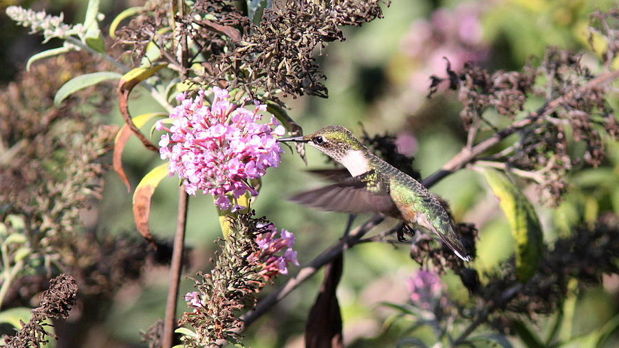Hummingbird - Hover Round Photograph by Travis Truelove