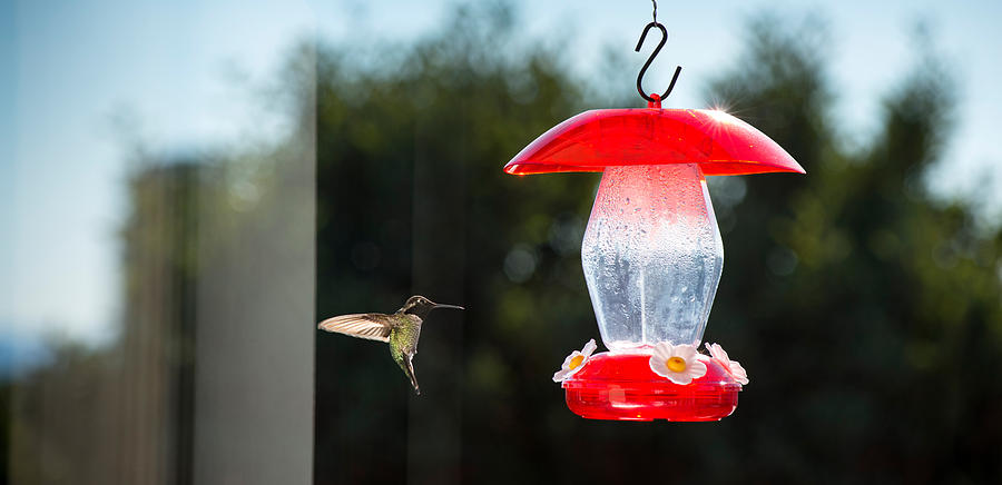 Hummingbird Photograph - Hummingbird Hovering At Bird Feeder by Panoramic Images