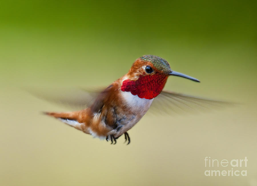 Hummingbird Hovering Photograph by Melody Watson