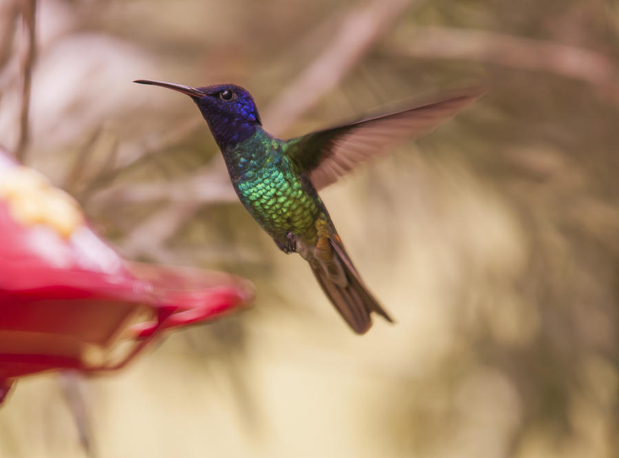 Hummingbird Humming Photograph by Roberto Baez Duarte