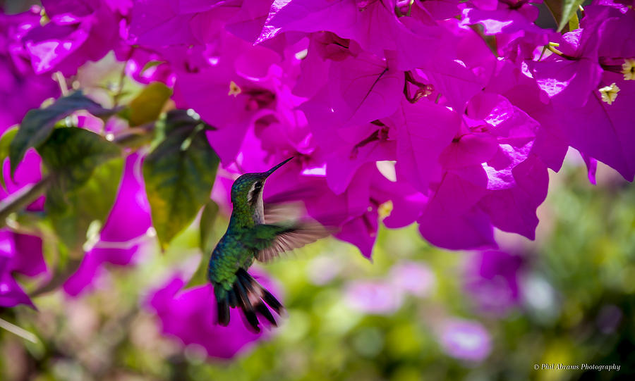 Hummingbird in a Garden Paradise Photograph by Phil Abrams