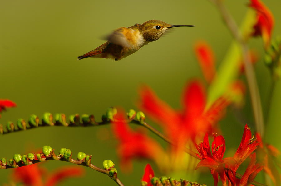 Hummingbird In A Rush Photograph