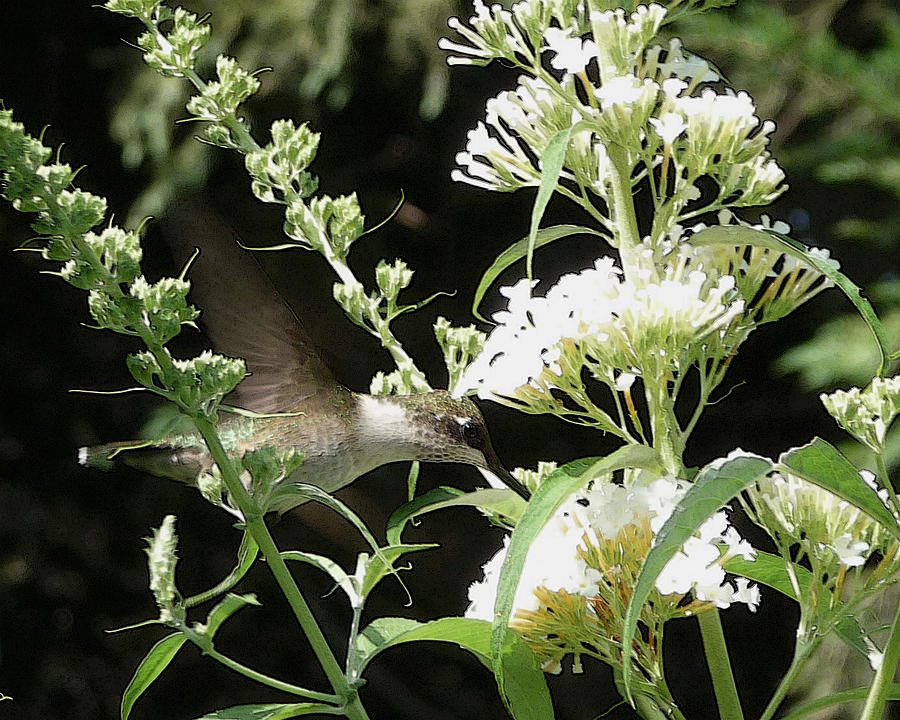 Hummingbird in a Summer Garden Photograph by Margie Avellino