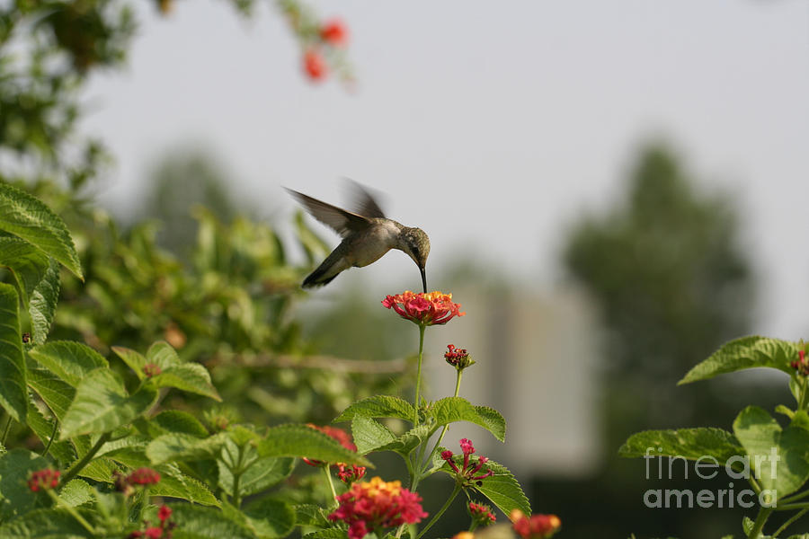 Hummingbird Photograph - Hummingbird in Action 1 by Amanda Collins