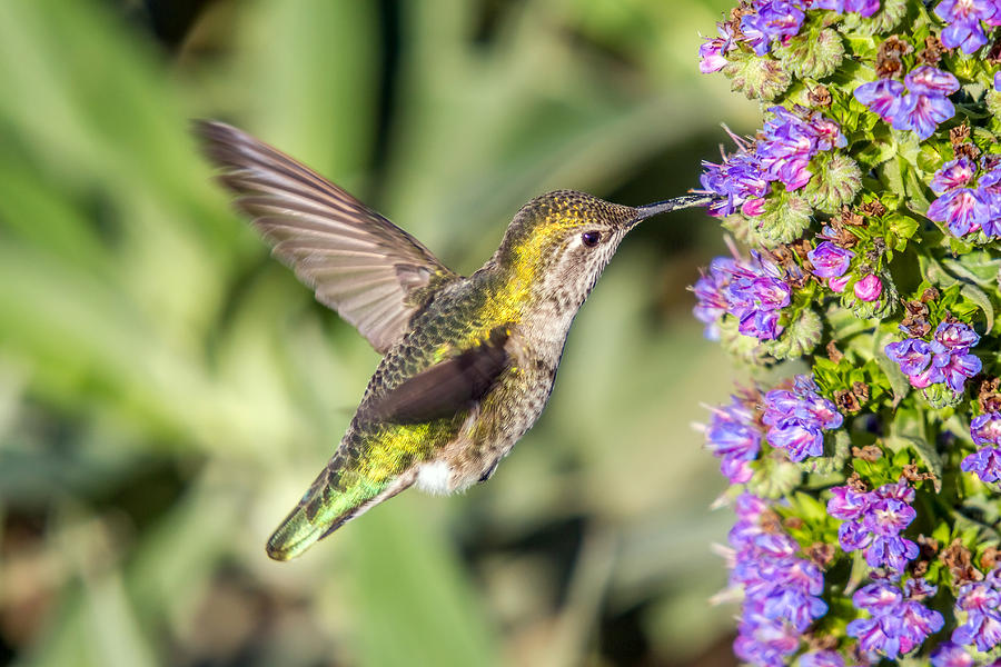 Hummingbird in action Photograph by Pierre Leclerc Photography