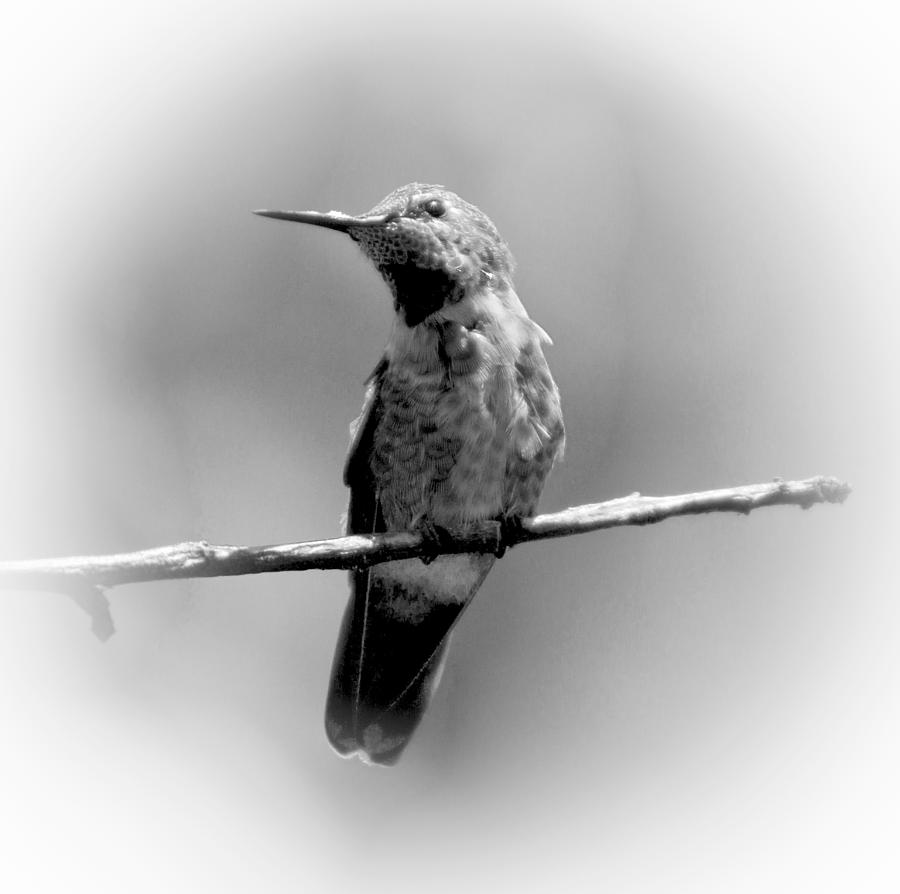 Hummingbird Photograph - Hummingbird in Black and White by Her Arts Desire