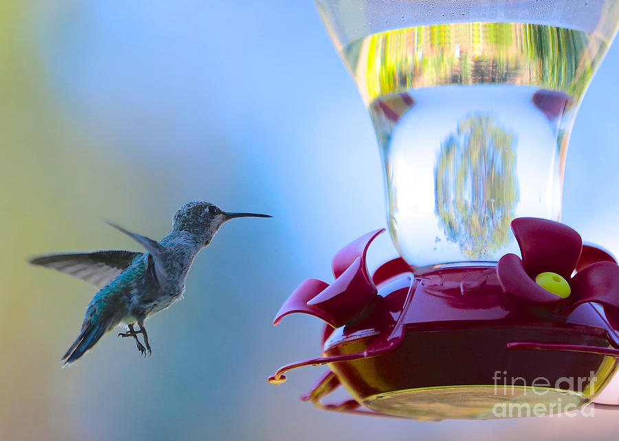 Hummingbird in Blue Photograph by Carol Groenen