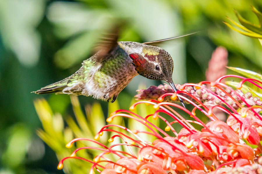 Hummingbird in colourful flowers Photograph by Pierre Leclerc Photography