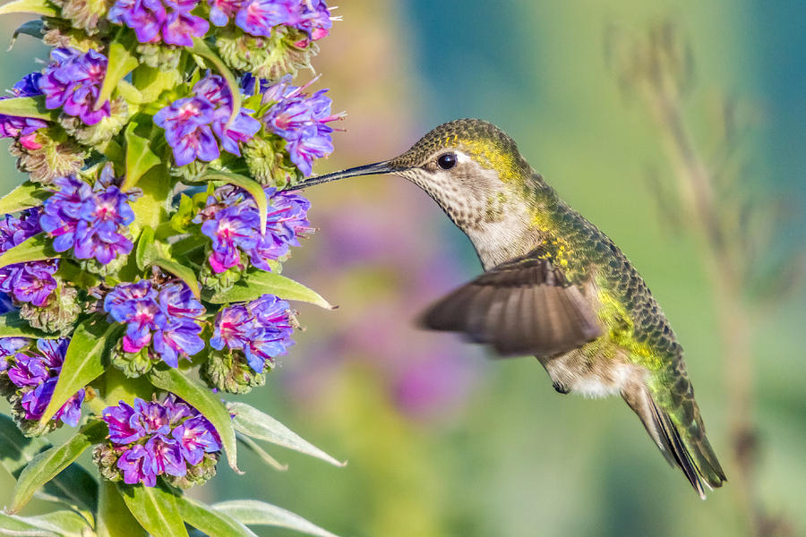 Hummingbird in colourful nature Photograph by Pierre Leclerc Photography