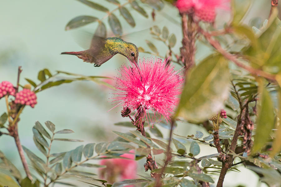 Hummingbird in Costa Rica Photograph by Natural Focal Point Photography