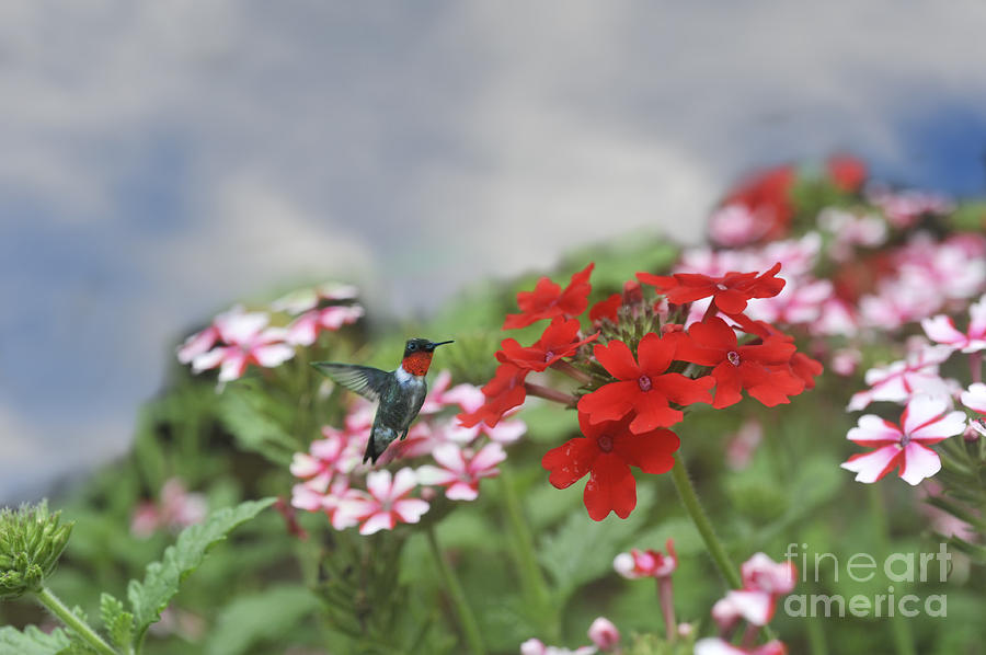 Hummingbird in field of flowers Photograph by Dan Friend