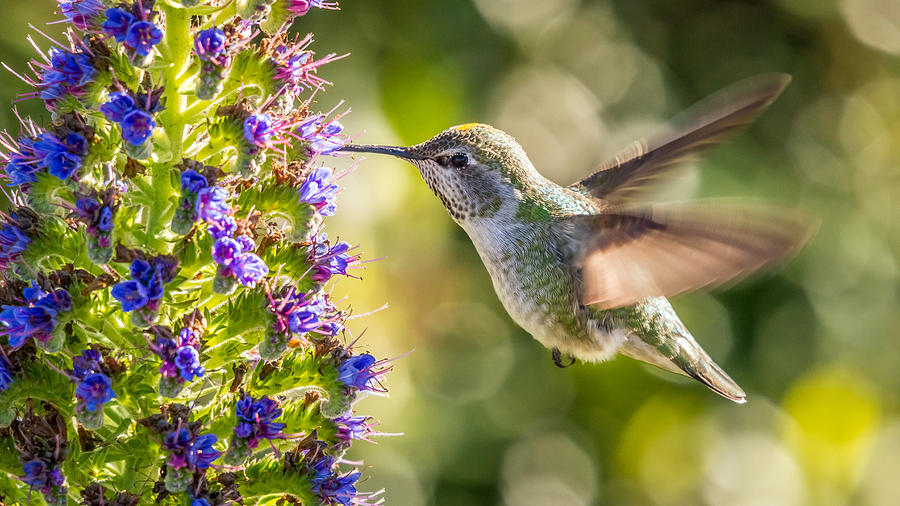 Hummingbird in fields of flowers Photograph by Pierre Leclerc Photography