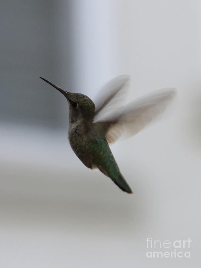 Hummingbird Photograph - Hummingbird in Flight by Carol Groenen