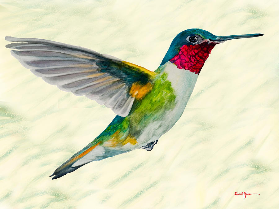  Broadtail Hummingbird Daniel Adams Painting by Daniel Adams
