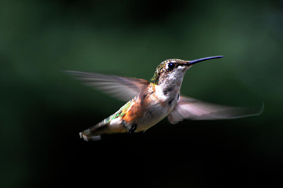 Hummingbird In Flight Photograph by Dennis Macdonald