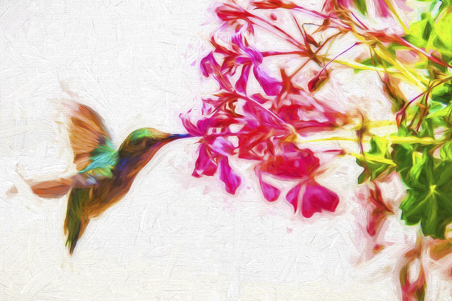 Hummingbird in Flight Digitally Painted Photograph by David Haskett II