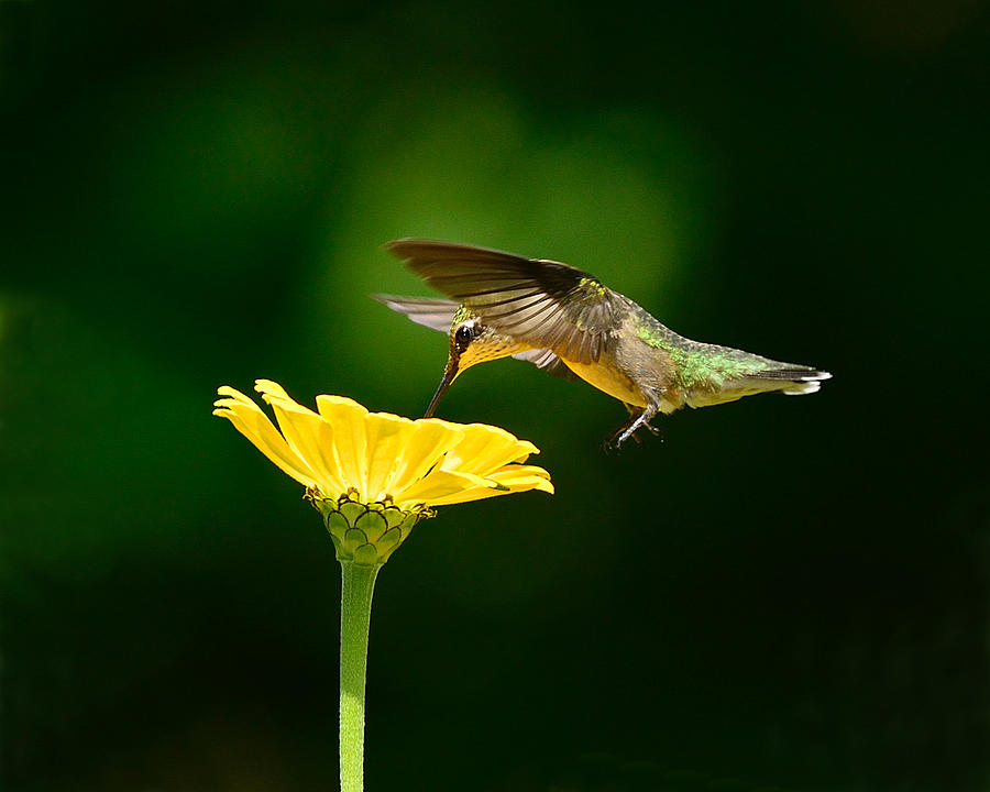 Hummingbird in flight Photograph by H .H. Fox Photography