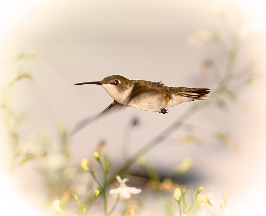 Bird Photograph - Hummingbird in Flight by Jan Tyler