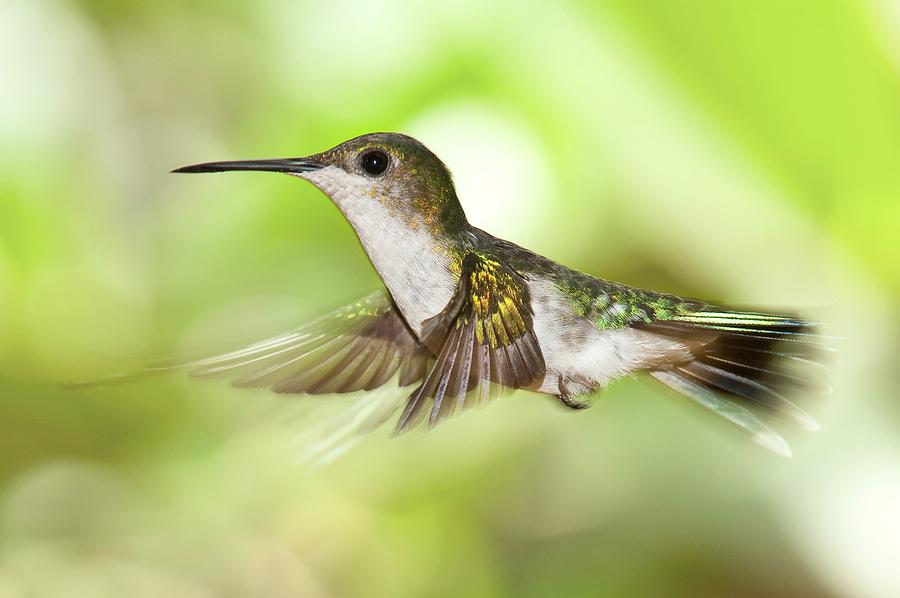 Hummingbird In Flight Photograph by Philippe Psaila/science Photo Library
