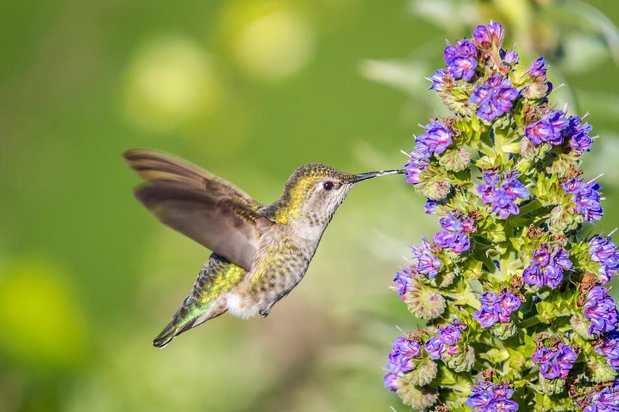 Hummingbird in flight Photograph by Pierre Leclerc Photography
