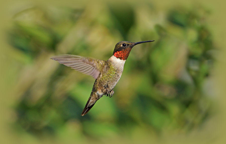 Bird Photograph - Hummingbird in Flight by Sandy Keeton