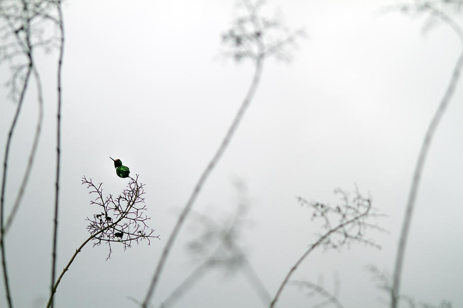 Hummingbird Photograph - Hummingbird in Fog 1 by Rebecca Cozart