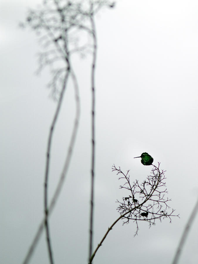 Hummingbird in Fog 2 Photograph by Rebecca Cozart