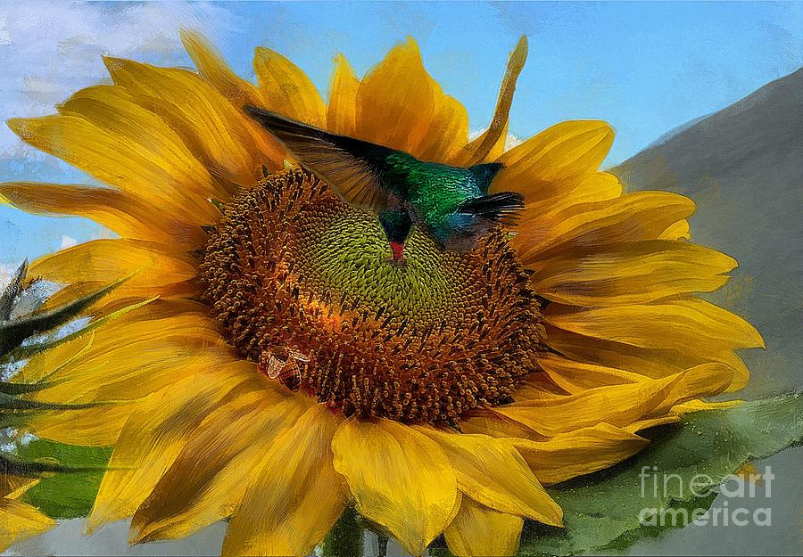 Hummingbird In Full Sunflower Photograph by John  Kolenberg