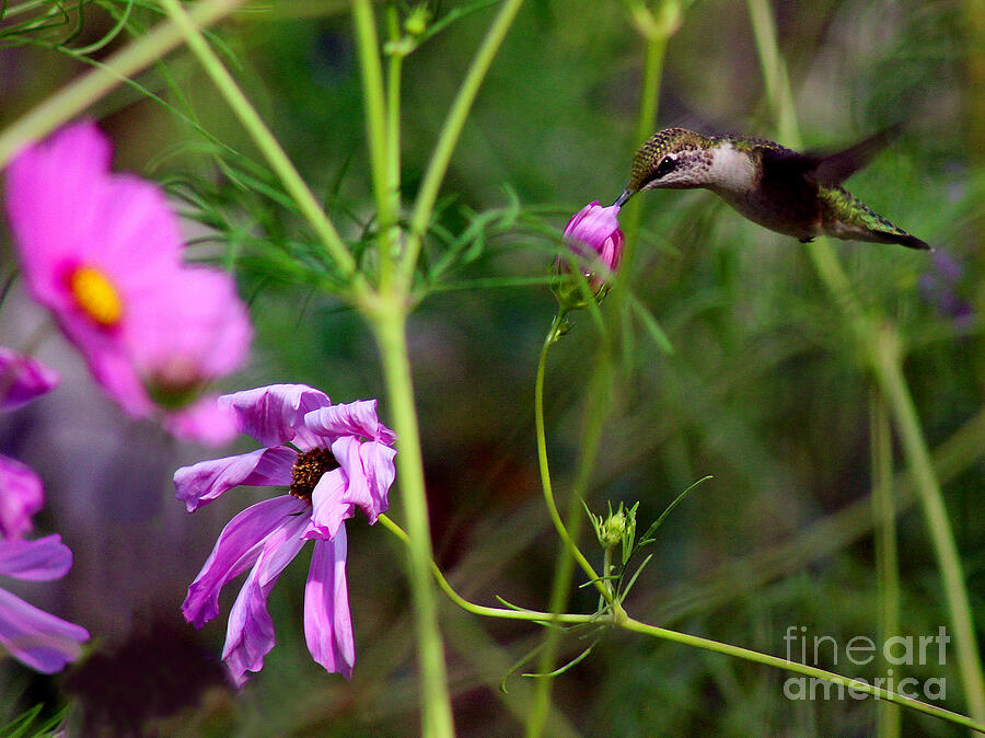 Hummingbird in Garden Photograph by Karen Adams