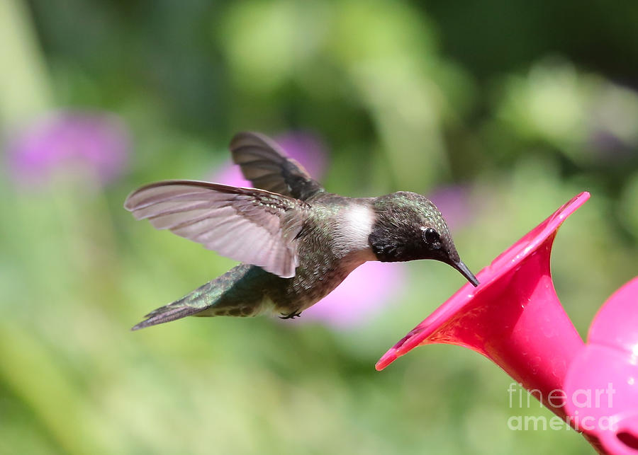 Hummingbird in Green Photograph by Carol Groenen