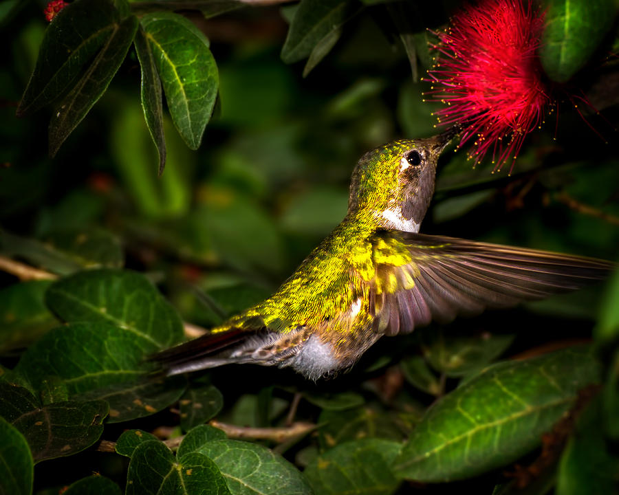 Hummingbird Photograph - Hummingbird in Motion by Mark Andrew Thomas