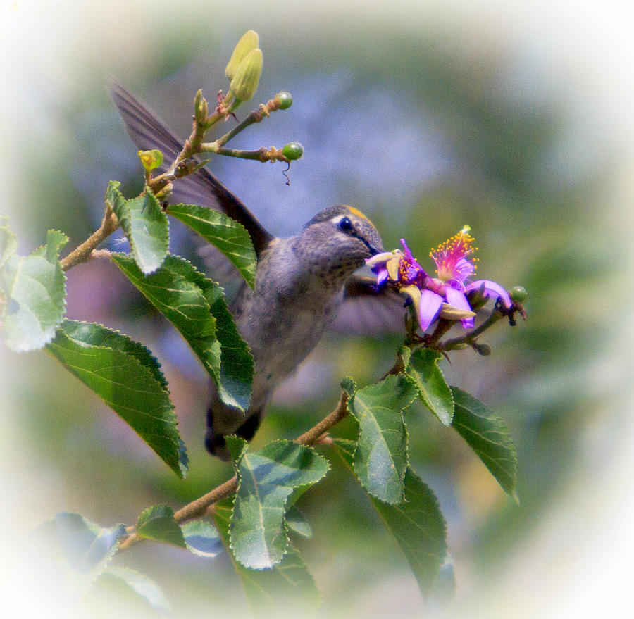 Hummingbird Photograph - Hummingbird In Motion by Her Arts Desire