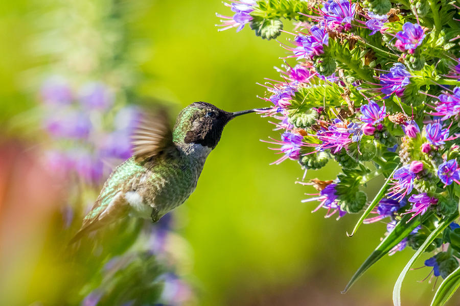 Hummingbird in nature Photograph by Pierre Leclerc Photography