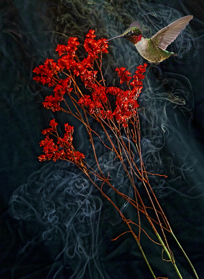 Hummingbird in Smoke Photograph by John Crothers