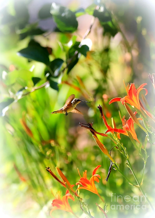 Hummingbird in the Daylilies Photograph by Carol Groenen