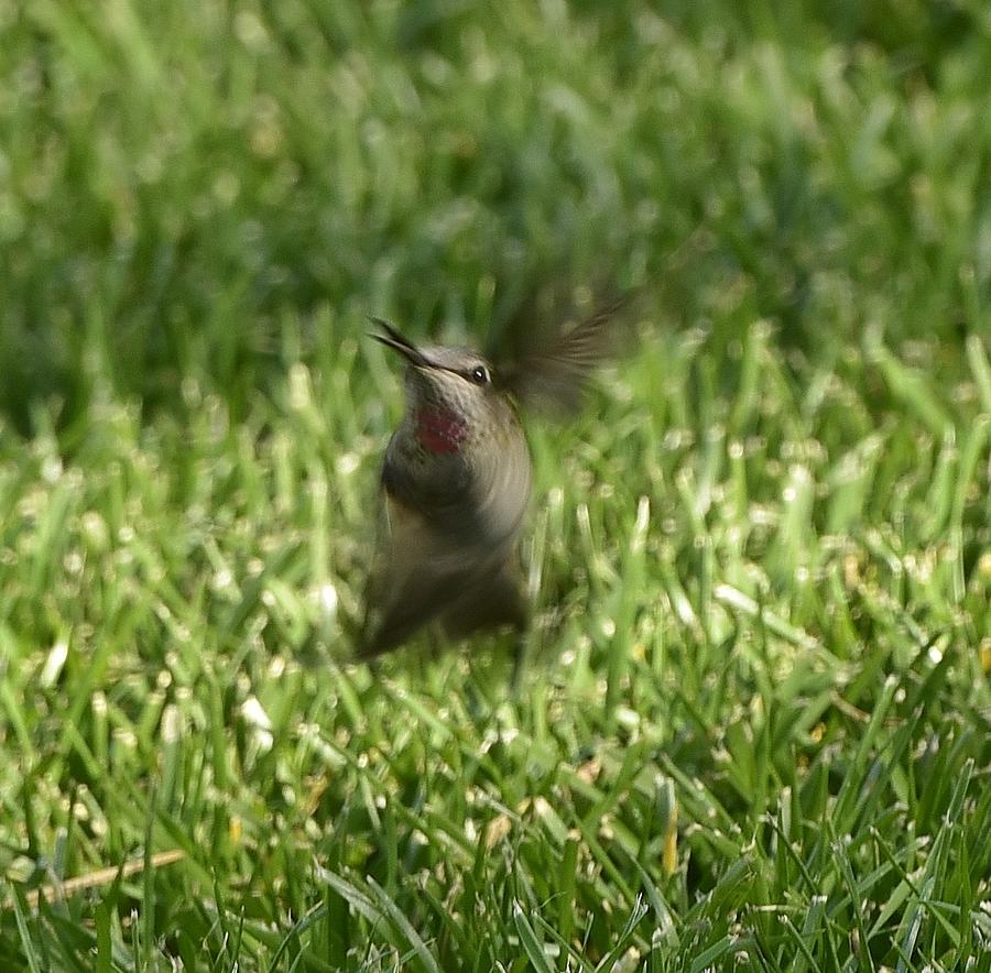 Hummingbird Photograph - Hummingbird in the Grass by Linda Brody