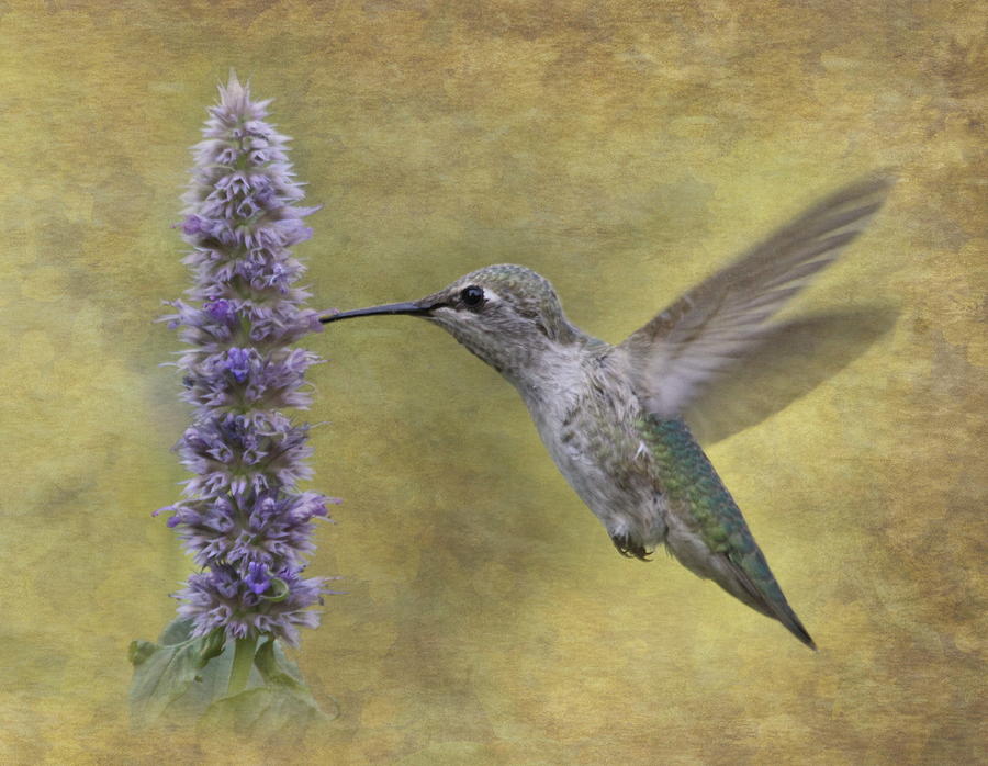 Hummingbird in the Mint Photograph by Angie Vogel