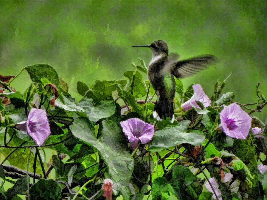 Hummingbird in the Rain Photograph by Shannon Story