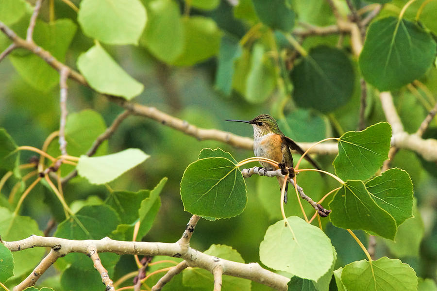 Hummingbird in Tree Photograph by Alan Hutchins