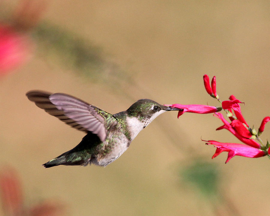 Hummingbird in winter Photograph by Andrew W Hu