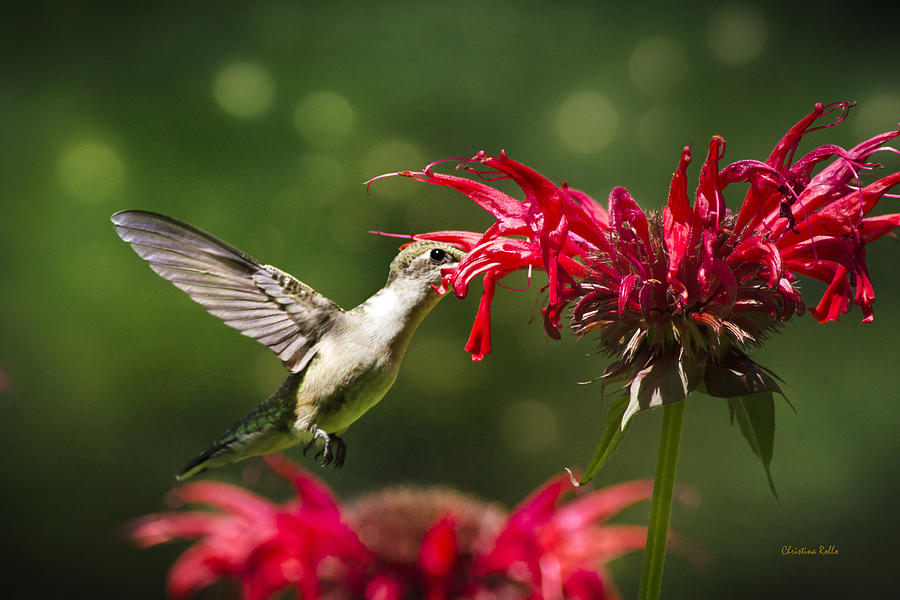 Hummingbird Indulgence Photograph by Christina Rollo
