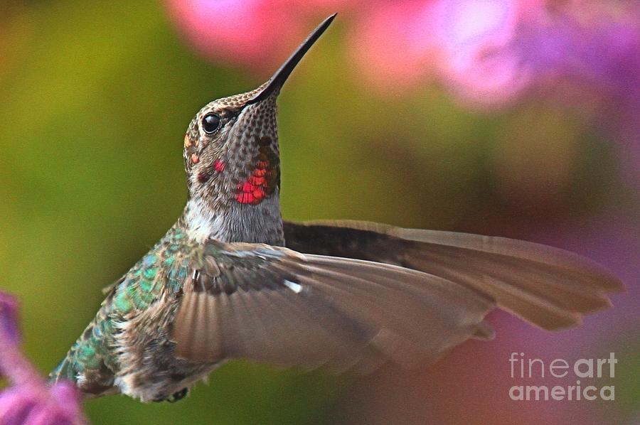 Hummingbird Intensity Photograph by Adam Jewell